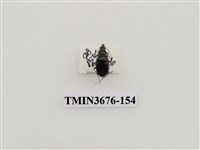 藏品(步行蟲(2))的圖片